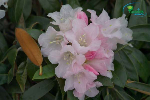 Rhododendron bureawi Compactum